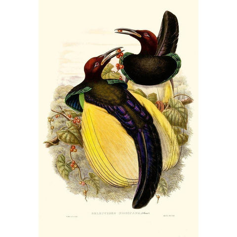 Gould Bird of Paradise IV White Modern Wood Framed Art Print by Gould