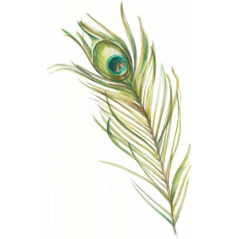 Watercolor Peacock Feather I Black Modern Wood Framed Art Print with Double Matting by Harper, Ethan