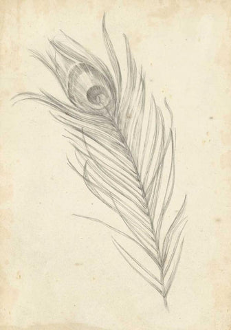 Peacock Feather Sketch I White Modern Wood Framed Art Print with Double Matting by Harper, Ethan