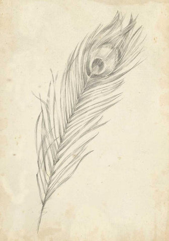 Peacock Feather Sketch II White Modern Wood Framed Art Print with Double Matting by Harper, Ethan