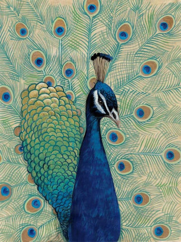 Blue Peacock I White Modern Wood Framed Art Print with Double Matting by OToole, Tim