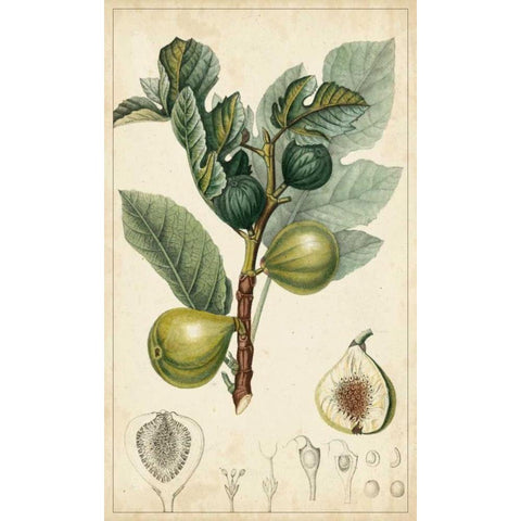 Exotic Fruits I Gold Ornate Wood Framed Art Print with Double Matting by Turpin