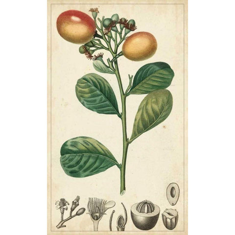 Exotic Fruits II Gold Ornate Wood Framed Art Print with Double Matting by Turpin