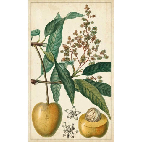 Exotic Fruits III Gold Ornate Wood Framed Art Print with Double Matting by Turpin