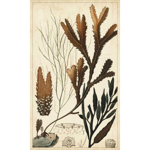 Turpin Seaweed I Black Modern Wood Framed Art Print with Double Matting by Turpin