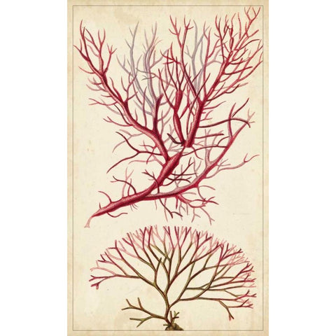 Turpin Seaweed V White Modern Wood Framed Art Print by Turpin