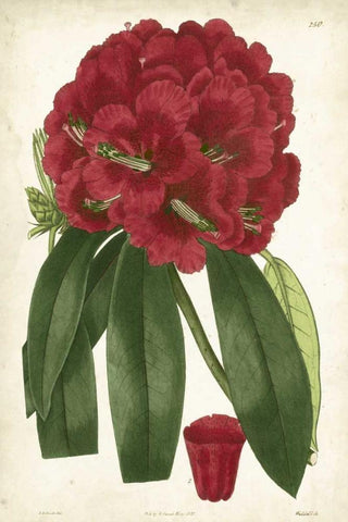 Antique Rhododendron I Black Ornate Wood Framed Art Print with Double Matting by Curtis