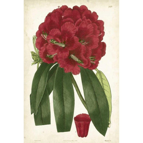 Antique Rhododendron I Gold Ornate Wood Framed Art Print with Double Matting by Curtis