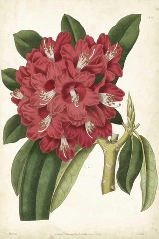 Antique Rhododendron II Black Ornate Wood Framed Art Print with Double Matting by Curtis