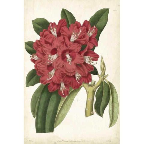 Antique Rhododendron II Black Modern Wood Framed Art Print with Double Matting by Curtis