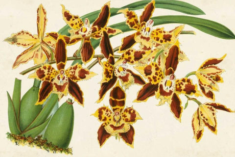Graceful Orchids I Black Ornate Wood Framed Art Print with Double Matting by Stroobant