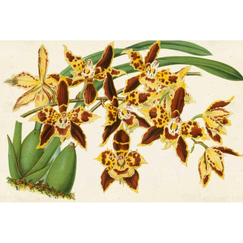 Graceful Orchids I White Modern Wood Framed Art Print by Stroobant