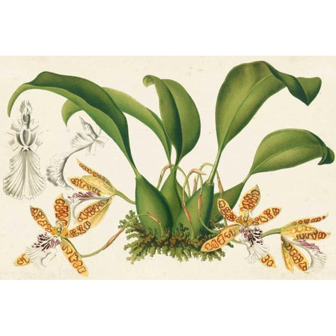 Graceful Orchids III Gold Ornate Wood Framed Art Print with Double Matting by Stroobant