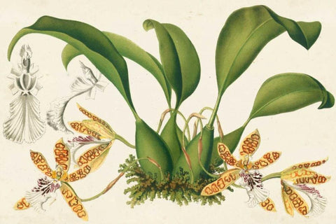 Graceful Orchids III Black Ornate Wood Framed Art Print with Double Matting by Stroobant