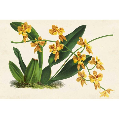 Graceful Orchids III Gold Ornate Wood Framed Art Print with Double Matting by Stroobant