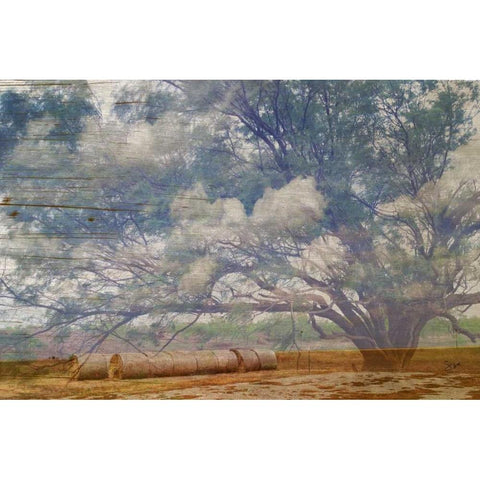 Texas Tree Collage Gold Ornate Wood Framed Art Print with Double Matting by Jasper, Sisa