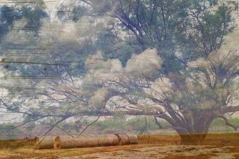 Texas Tree Collage Black Ornate Wood Framed Art Print with Double Matting by Jasper, Sisa