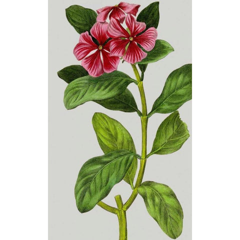 Vintage Garden Varieties IX Gold Ornate Wood Framed Art Print with Double Matting by Vision Studio