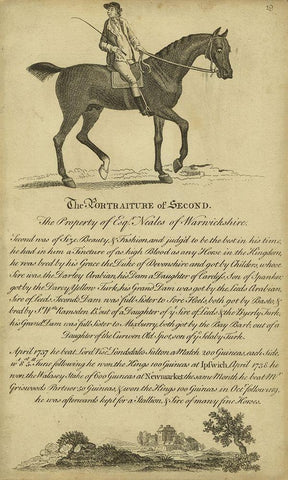 Horse Portraiture V Black Ornate Wood Framed Art Print with Double Matting by Unknown