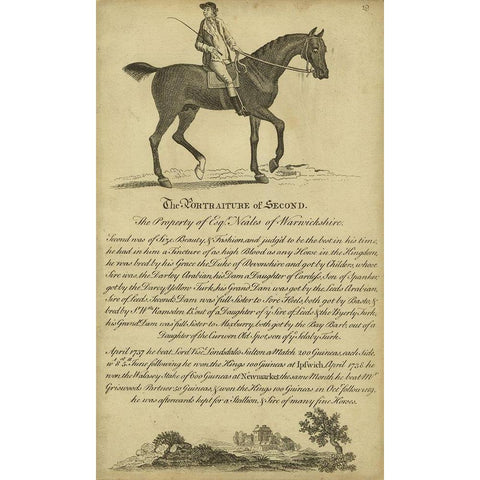 Horse Portraiture V Black Modern Wood Framed Art Print by Unknown