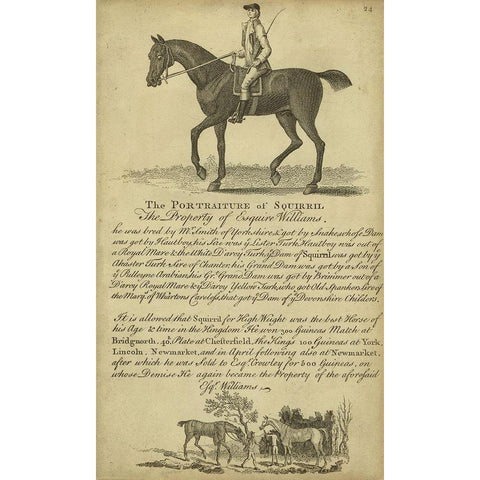 Horse Portraiture VI Black Modern Wood Framed Art Print with Double Matting by Unknown