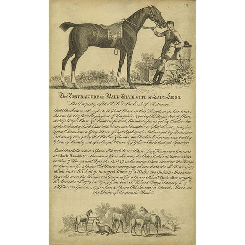 Horse Portraiture VII Black Modern Wood Framed Art Print by Unknown