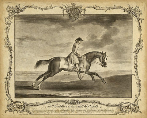 Distinguished Horses I White Modern Wood Framed Art Print with Double Matting by Unknown