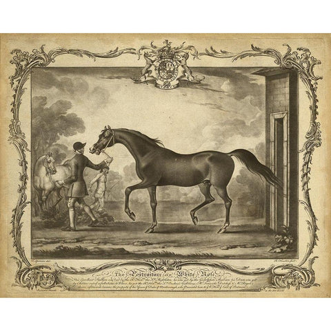Distinguished Horses IV White Modern Wood Framed Art Print by Unknown