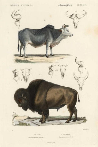 Antique Cow and Bison Study Black Ornate Wood Framed Art Print with Double Matting by Remond, N.