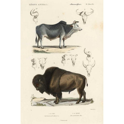 Antique Cow and Bison Study White Modern Wood Framed Art Print by Remond, N.