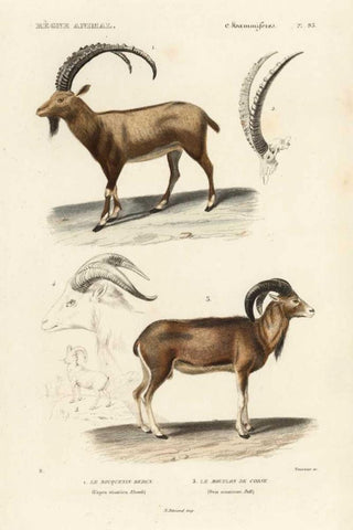 Antique Antelope and Ram Study White Modern Wood Framed Art Print with Double Matting by Remond, N.