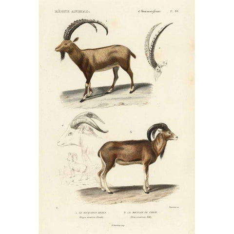 Antique Antelope and Ram Study Black Modern Wood Framed Art Print with Double Matting by Remond, N.