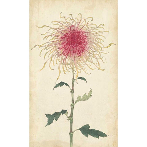 Elegant Chrysanthemums I Gold Ornate Wood Framed Art Print with Double Matting by Unknown
