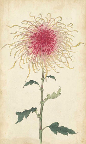 Elegant Chrysanthemums I White Modern Wood Framed Art Print with Double Matting by Unknown