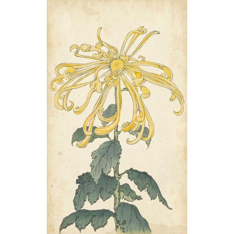 Elegant Chrysanthemums II Black Modern Wood Framed Art Print with Double Matting by Unknown