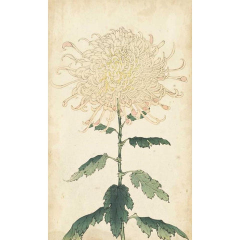 Elegant Chrysanthemums III White Modern Wood Framed Art Print by Unknown