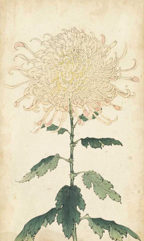 Elegant Chrysanthemums III Black Ornate Wood Framed Art Print with Double Matting by Unknown