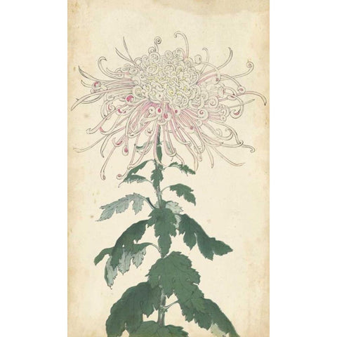 Elegant Chrysanthemums IV Black Modern Wood Framed Art Print with Double Matting by Unknown