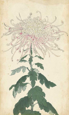 Elegant Chrysanthemums IV Black Ornate Wood Framed Art Print with Double Matting by Unknown