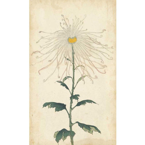 Elegant Chrysanthemums V Black Modern Wood Framed Art Print with Double Matting by Unknown