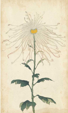 Elegant Chrysanthemums V Black Ornate Wood Framed Art Print with Double Matting by Unknown
