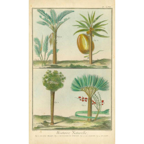 Histoire Naturelle Tropicals I Black Modern Wood Framed Art Print with Double Matting by Martinet