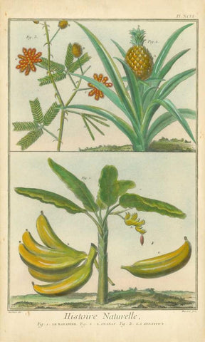 Histoire Naturelle Tropicals II Black Ornate Wood Framed Art Print with Double Matting by Martinet