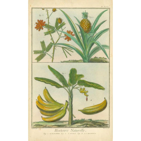 Histoire Naturelle Tropicals II Gold Ornate Wood Framed Art Print with Double Matting by Martinet