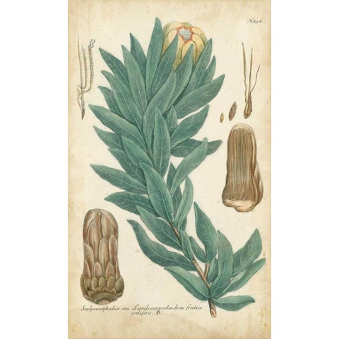 Weinmann Conifers I Gold Ornate Wood Framed Art Print with Double Matting by Weinmann