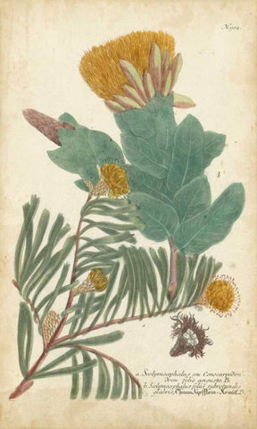 Weinmann Conifers II White Modern Wood Framed Art Print with Double Matting by Weinmann