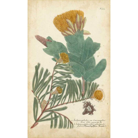 Weinmann Conifers II Black Modern Wood Framed Art Print by Weinmann