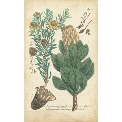 Weinmann Conifers III Black Modern Wood Framed Art Print by Weinmann