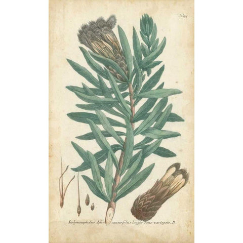 Weinmann Conifers IV Black Modern Wood Framed Art Print with Double Matting by Weinmann