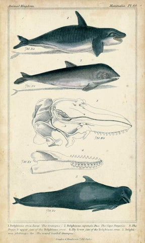 Antique Whale and Dolphin Study I Black Ornate Wood Framed Art Print with Double Matting by G. Henderson